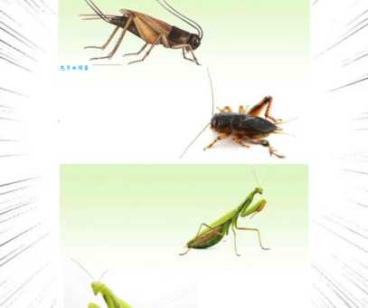 冻浦鱼惊是什么生肖?揭秘这句谜语背后的秘密! 冻浦鱼惊是什么生肖?揭秘这句谜语背后的秘密!