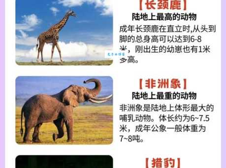 一本万利最佳答案的动物是什么？新手小白必看！