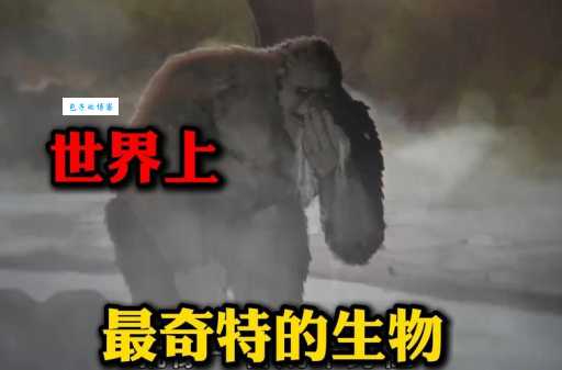 仰面朝天是什么动物？揭秘这种奇特生物的真相！