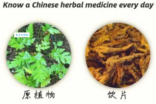 蜜饯黄连打一个成语是什么？看了你就懂！