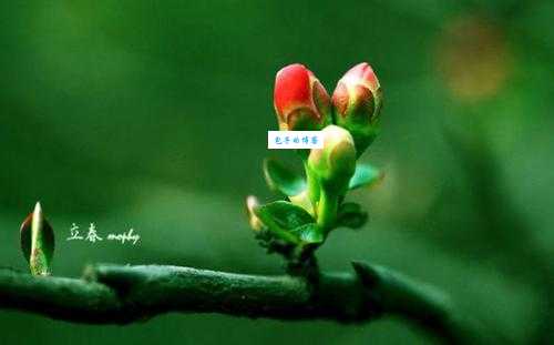 夏虫朝菌是什么生肖？解析俗语的真正含义！