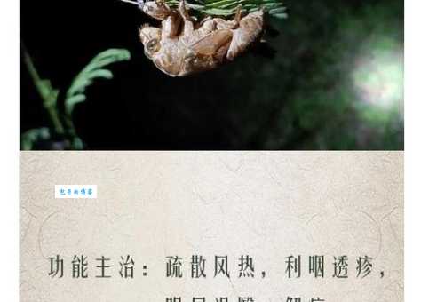 夏虫朝菌是什么生肖？解析俗语的真正含义！