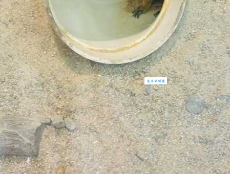 掘地三尺是什么动物？这些挖洞高手你见过吗？