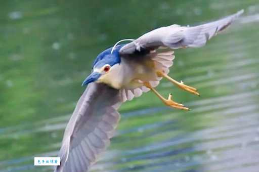 寻找云淡风轻打一准确动物？这篇帮你快速找到！