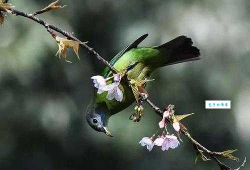 寻找云淡风轻打一准确动物？这篇帮你快速找到！