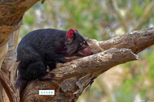 暗无天日打一准确动物到底是什么?背后谜团一次解开!