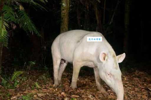 暗无天日打一准确动物到底是什么？背后谜团一次解开！