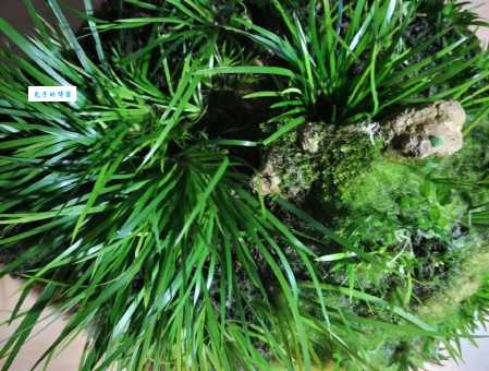 纠正！菖蒲怎么读？轻松记住不再犯错的小窍门