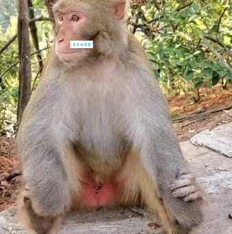 世界上最大的猴子是什么?原来是它,你见过吗?