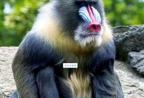 世界上最大的猴子是什么?原来是它,你见过吗?