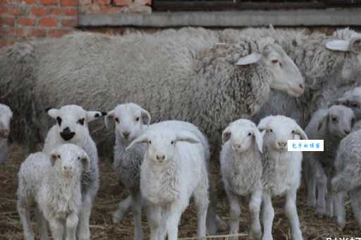 为什么会问夏虫朝菌是什么生肖？帮你彻底解答！