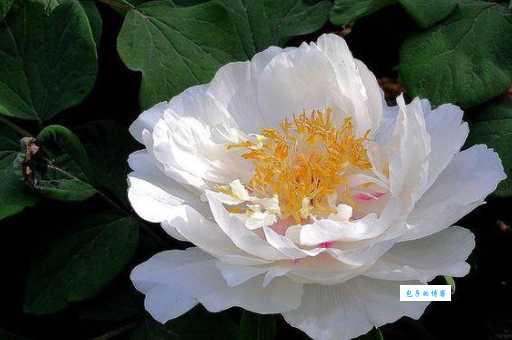 为什么会问夏虫朝菌是什么生肖？帮你彻底解答！