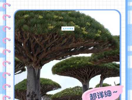 龙血树养殖方法和注意事项,让你家的龙血树健康成长! 龙血树养殖方法和注意事项,让你家的龙血树健康成长!