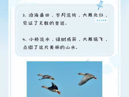 大雁北飞是什么季节？别再猜了，答案在这里！