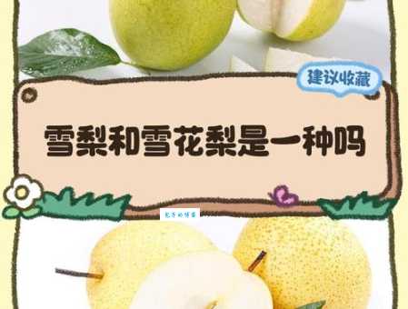 雪梨是什么水果？教你如何挑选才能买到最甜的！