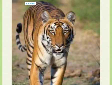 安然无恙打一最佳动物的真相,你猜到了吗? 安然无恙打一最佳动物的真相,你猜到了吗?