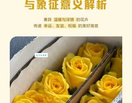 黄玫瑰的花语是什么?这些场合送它要特别注意!