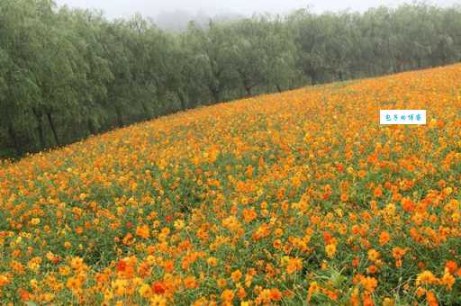 涪陵大木花谷好玩吗？这些景点带你玩转花海！