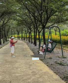涪陵大木花谷好玩吗?这些景点带你玩转花海!