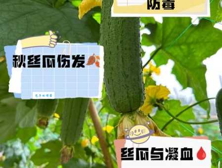 想知道秋葵和丝瓜的区别？一篇带你了解它们的秘密！