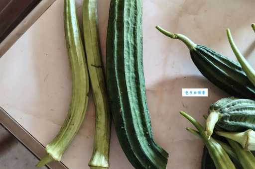 想知道秋葵和丝瓜的区别?一篇带你了解它们的秘密! 想知道秋葵和丝瓜的区别?一篇带你了解它们的秘密!