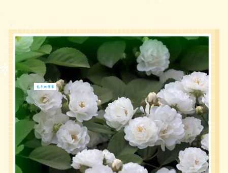 蔷薇花语是什么意思？不同颜色代表啥？