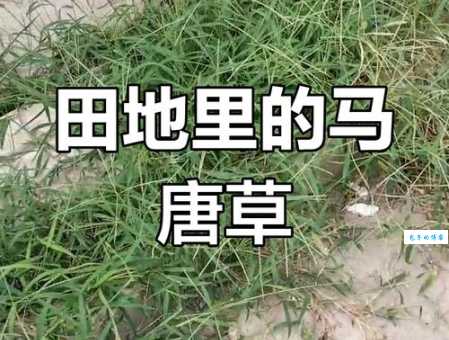马唐草功效与作用解析:它能帮你解决哪些身体问题?