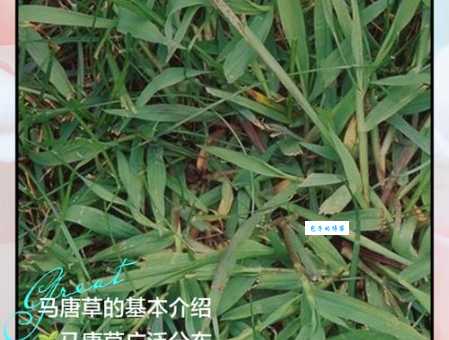 马唐草功效与作用解析：它能帮你解决哪些身体问题？