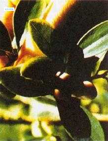 古柯主要种植在哪里？一张地图看懂世界分布。