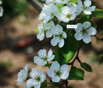 梨花是什么季节开的？最佳观赏时期别错过！