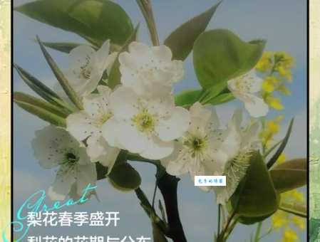 梨花是什么季节开的？最佳观赏时期别错过！