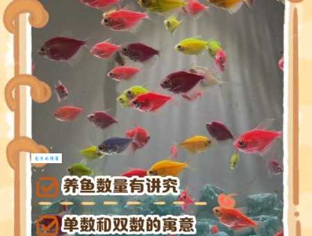 家里养鱼养几条好？鱼缸大小决定鱼儿数量！