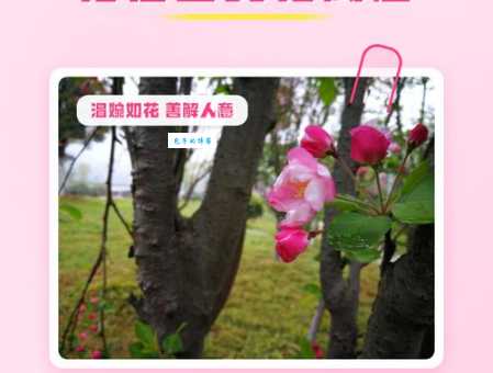 解语花的花语是什么意思?你知道这背后的秘密吗?