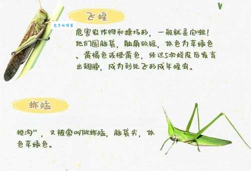 蝗虫和蚂蚱的区别，原来它们不是同一种昆虫！