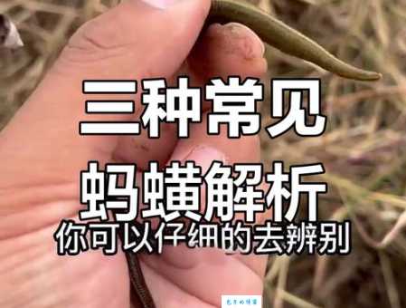 蝗虫和蚂蚱的区别，原来它们不是同一种昆虫！