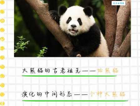 揭秘大熊猫为什么被视为中国的国宝？原来有这些原因！