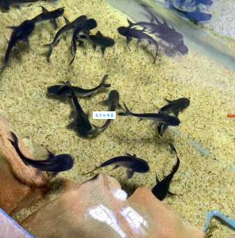 成吉思汗鲨饲养技巧有哪些？常见问题一次解决！