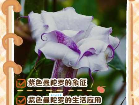 曼陀罗花语是什么？不同颜色代表什么含义？