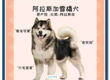 你知道雪橇犬有几种吗？哈士奇阿拉斯加是哪种？