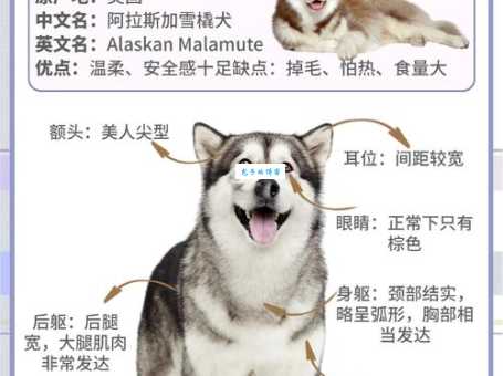 你知道雪橇犬有几种吗？哈士奇阿拉斯加是哪种？