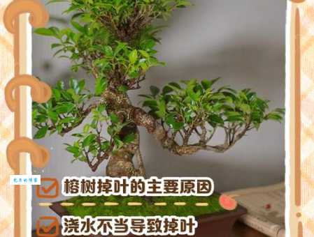榕树的养殖方法和注意事项，告别黄叶落叶小妙招！