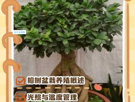 榕树的养殖方法和注意事项，告别黄叶落叶小妙招！
