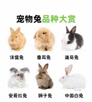 宠物兔子好养吗？养之前你需要知道这些！