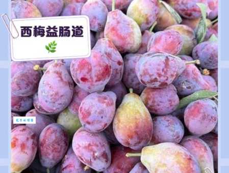 西梅是什么季节的水果?把握最佳食用时间!