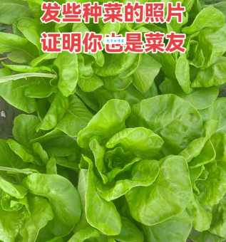 分不清无公害蔬菜和绿色蔬菜？哪个等级更高，一文说清！