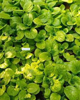 分不清无公害蔬菜和绿色蔬菜？哪个等级更高，一文说清！