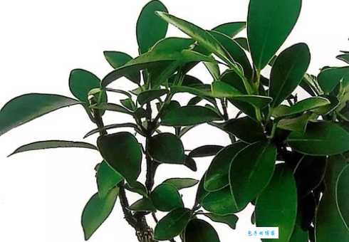 别再读错了！树冠的读音到底是第几声？帮你纠正！