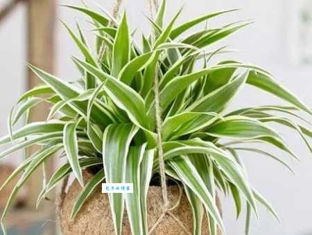 最好养的吊兰的种类推荐！懒人也能轻松养出好状态