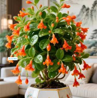 最好养的吊兰的种类推荐！懒人也能轻松养出好状态