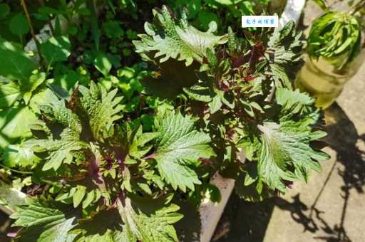 扫田刮地这句话的真正含义是什么？答案在这里揭晓